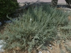 Cornulaca aucheri