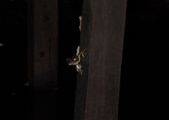 Polypedates macrotis