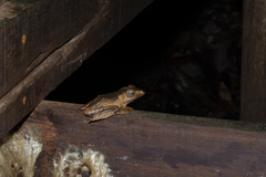 Polypedates otilophus
