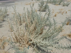 Cornulaca aucheri