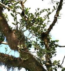 Squamellaria tenuiflora