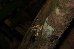 Polypedates otilophus