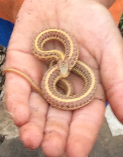 Northwestern Garter Snake, Friendly, Eugene, OR, USA, photo 6 of 10