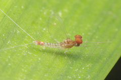 Cloeon bengalense