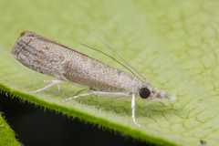 Culladia hastiferalis