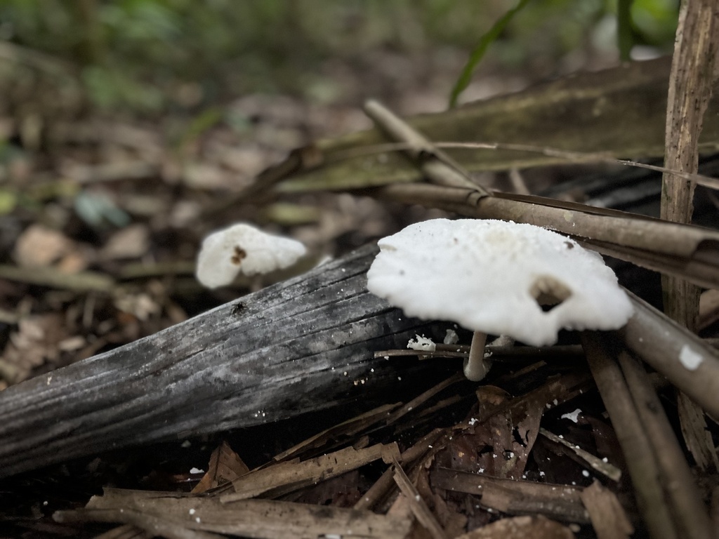Leucocoprinus cretaceus · March 2025 · photo: © r_a_b (iNaturalist, cc0)