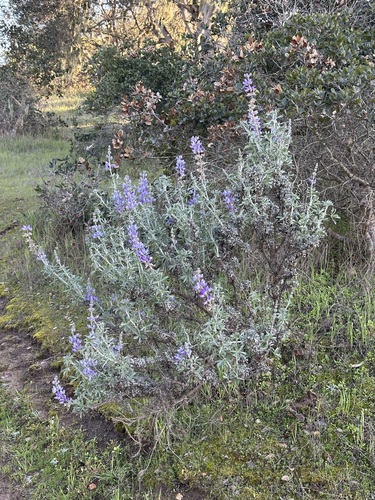 Image of Chamisso bush lupine by (c) Henrik Kibak, some rights reserved (CC BY)