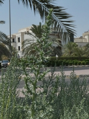 Cornulaca aucheri