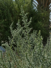 Cornulaca aucheri