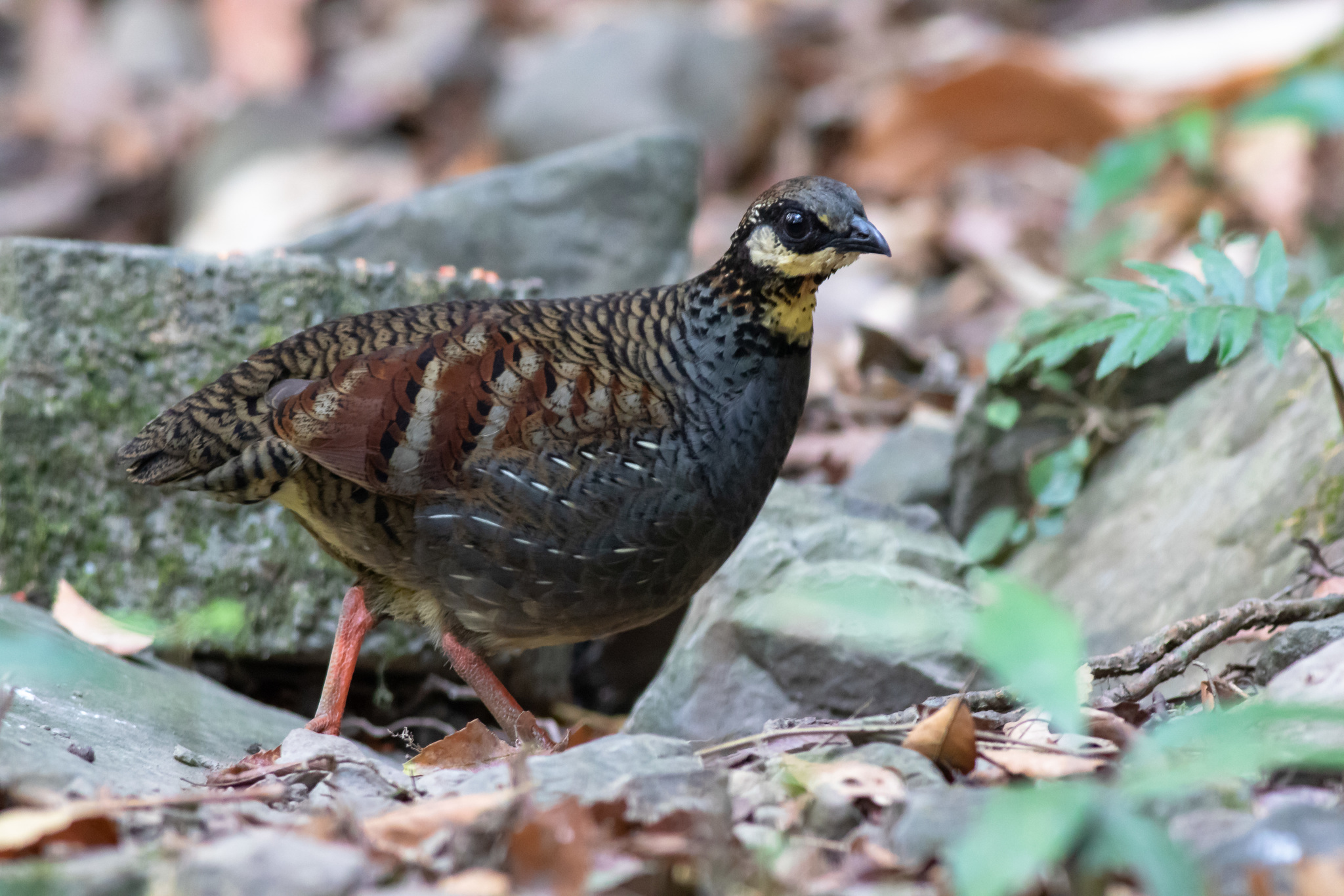 Taiwan Partridge