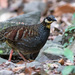 Taiwan Partridge - Photo no rights reserved, uploaded by Iain Robson