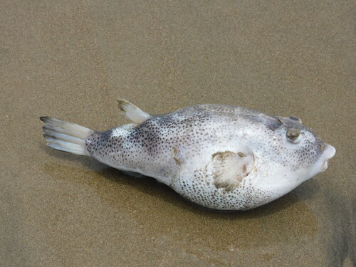 Marbled puffer (Sphoeroides kendalli) — Tetraodontidae — 3