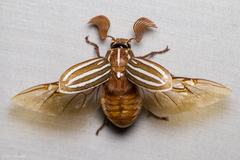 Polyphylla decemlineata