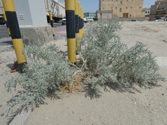 Cornulaca aucheri