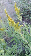 Solidago elongata