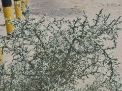 Cornulaca aucheri