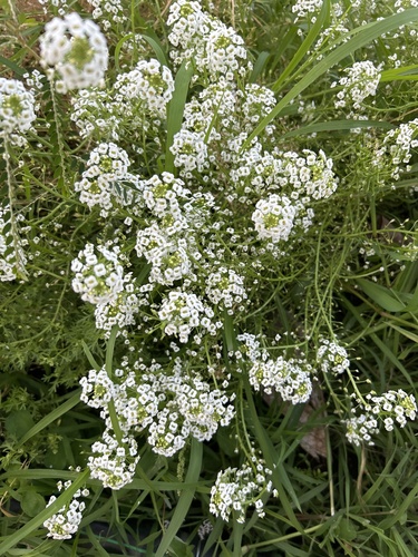 Lobularia maritima observed 2025-03-16
