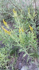 Solidago elongata