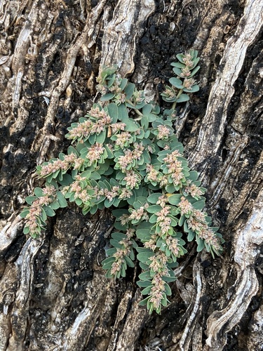 Euphorbia thymifolia observed 2025-03-16