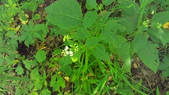 Schizomyia eupatoriflorae