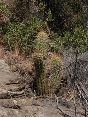 Leucostele chiloensis, photograph Eric Schmidt, CC BY, iNaturalist via GBIF
