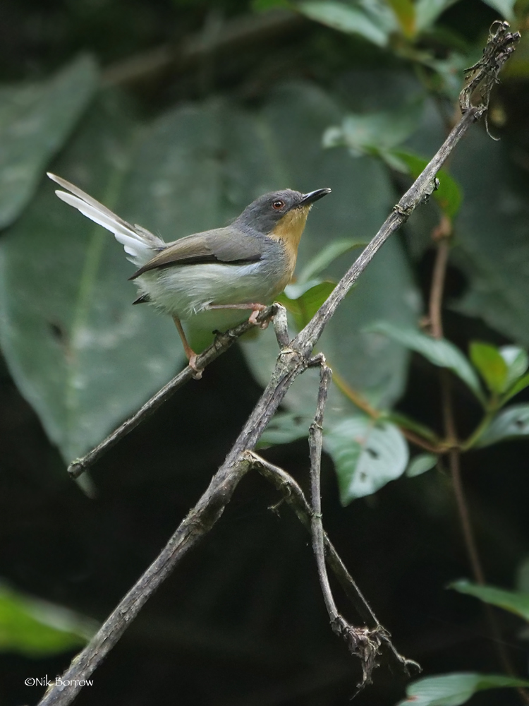 Buff-throated Apalis photo