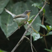 Buff-throated Apalis - Photo (c) Nik Borrow, some rights reserved (CC BY-NC), uploaded by Nik Borrow