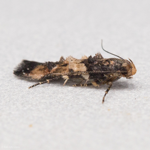 Sweet Clover Root Borer