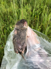Microtus ochrogaster