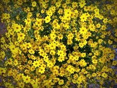 Helianthus porteri