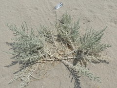 Cornulaca aucheri