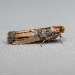 Dasypyga alternosquamella