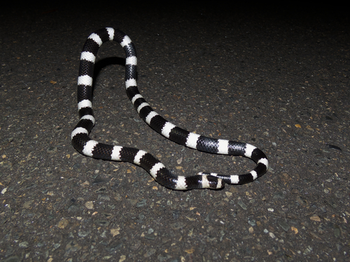 Eastern Bandy Bandy sighting