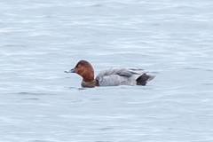 Aythya ferina