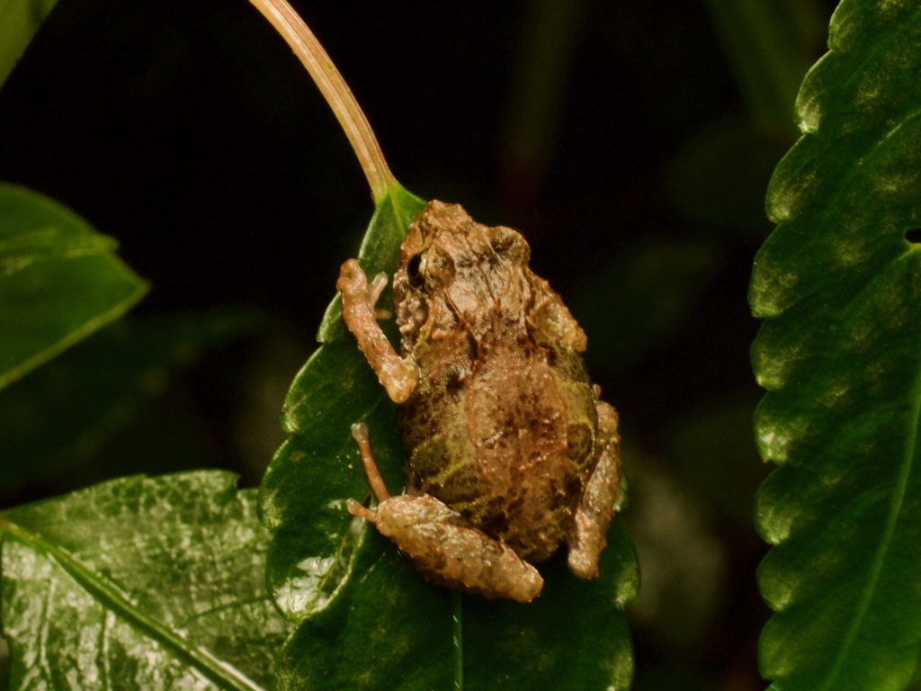 Kay Rain Frog (Pristimantis kayi)