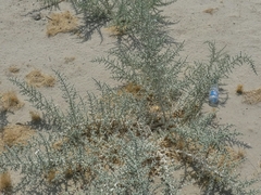 Cornulaca aucheri