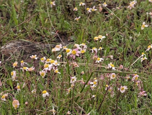 Image of Pentachaeta bellidiflora by (c) Alexander Wentworth, some rights reserved (CC BY)