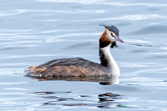 Podiceps cristatus