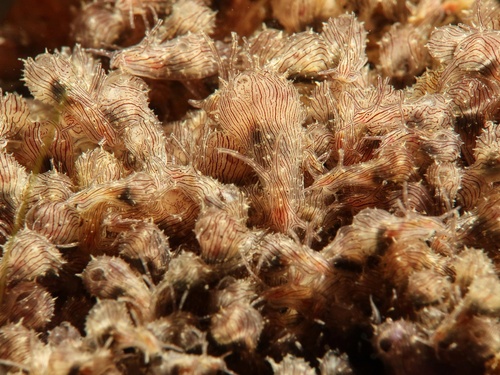 Photo of Striated sea hare (Stylocheilus striatus)