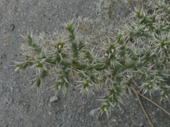 Cornulaca aucheri