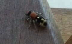 Ronisia brutia