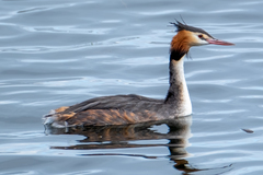 Podiceps cristatus