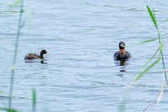 Tachybaptus ruficollis