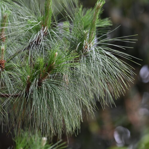 Tenasserim pine (Pinus latteri)