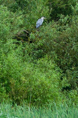 Ardea cinerea