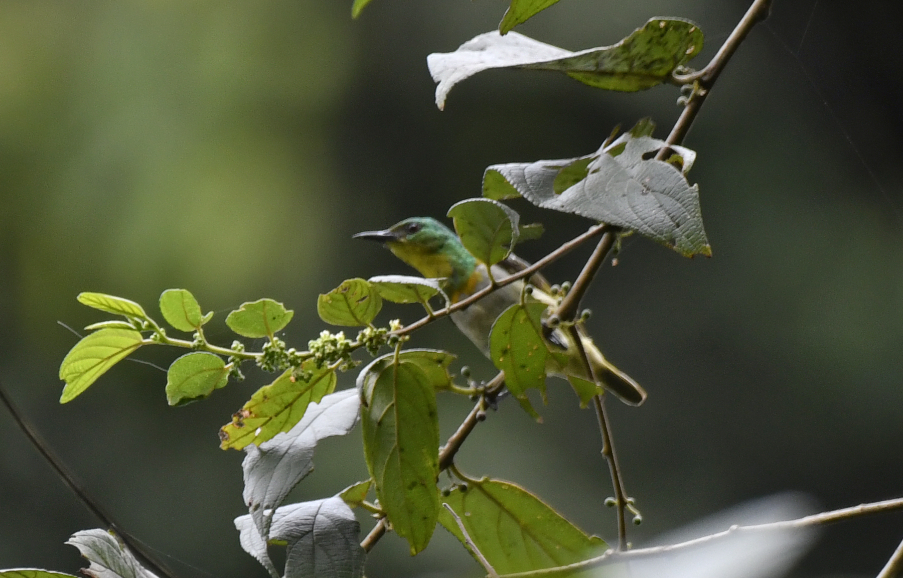 Yellow-chinned Sunbird (Anthreptes rectirostris), photo 3