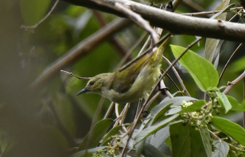 Yellow-chinned Sunbird (Anthreptes rectirostris)