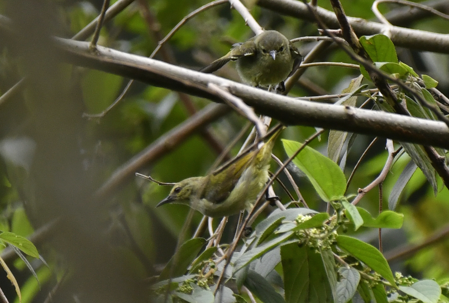 Yellow-chinned Sunbird (Anthreptes rectirostris), photo 2