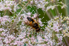 Eristalis pertinax