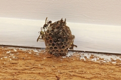 Ropalidia plebeiana